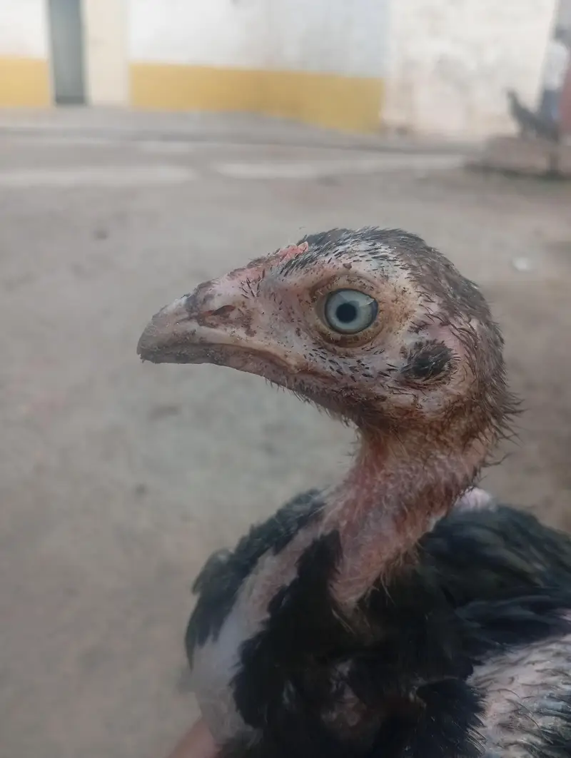 seal black Mustafa — photo 9
