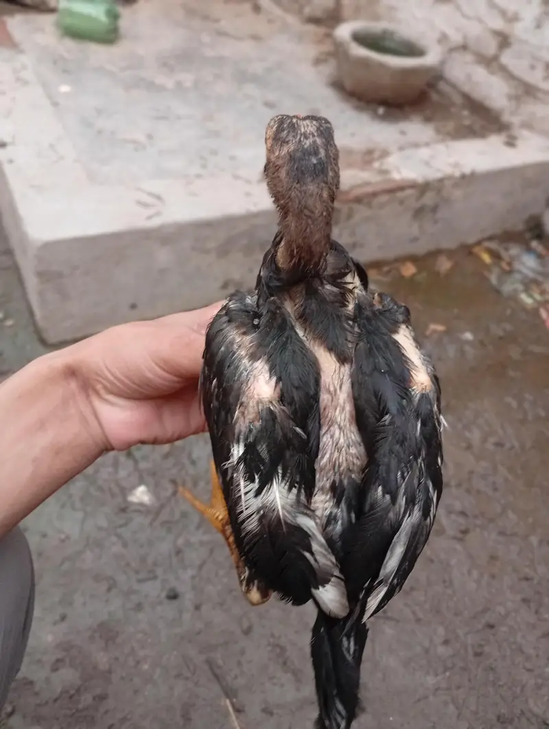 seal black Mustafa — photo 11