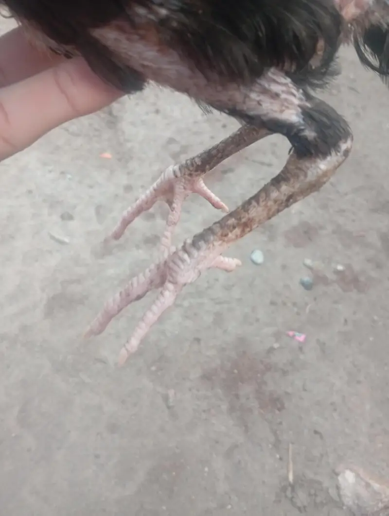 seal black Mustafa — photo 12