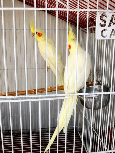 2 Male cates + 1 Common white cocktail pair