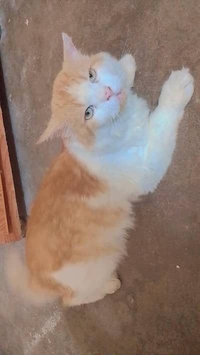 persian cat for sale