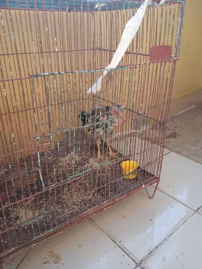 ASEEL AND OTHERS BREEDS