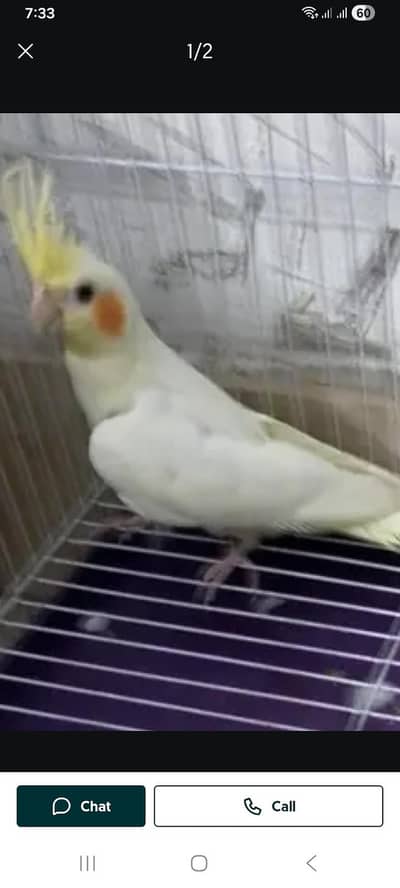 Common White Red Eyes Cockatiel Female (03225296432)
