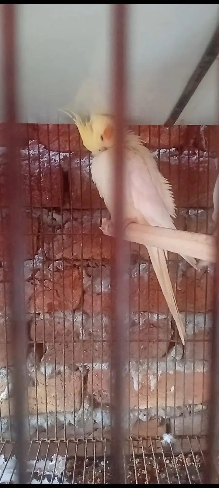 Common White Red Eyes Cockatiel Female (03225296432) — photo 2