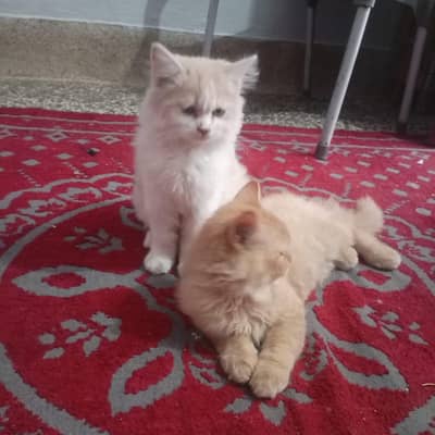 persian catt