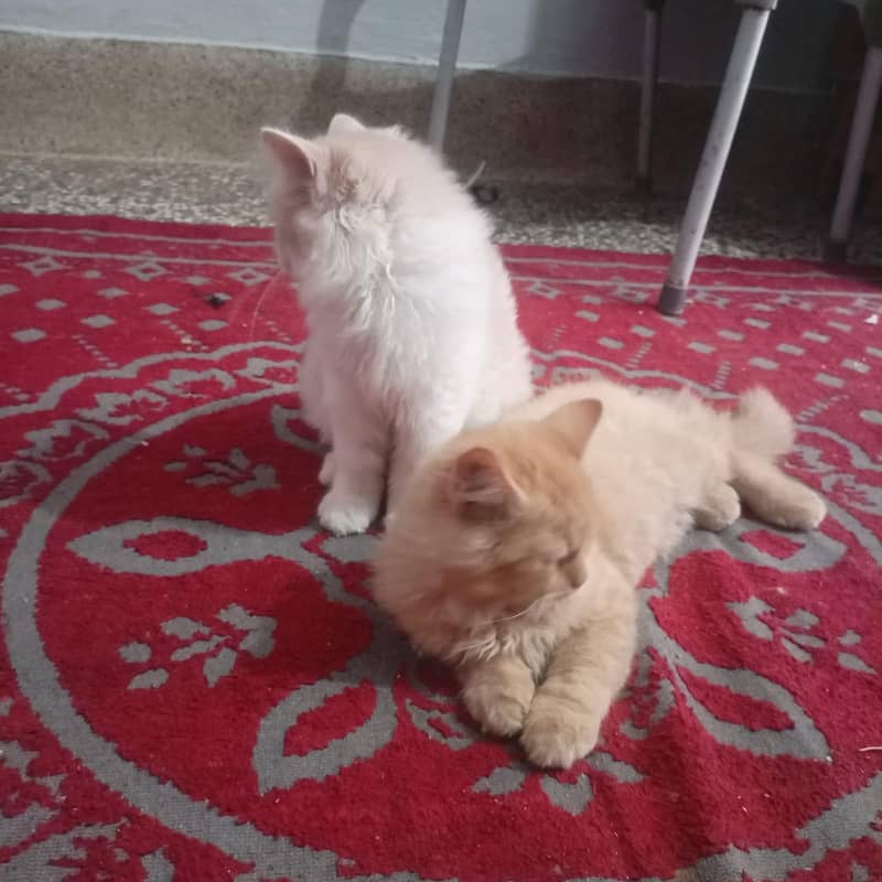 persian catt 1