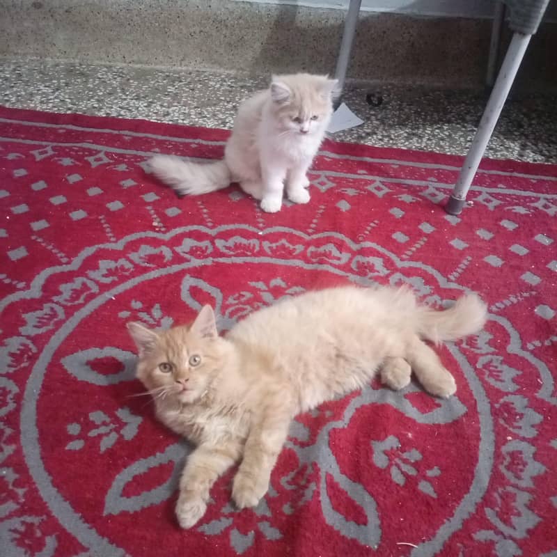 persian catt 2