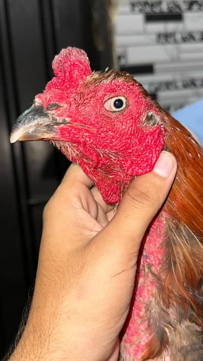 High quality Birds All Setup for Sale Read Description