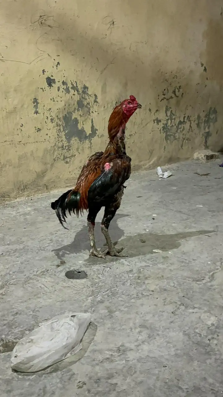 High quality Birds All Setup for Sale Read Description — photo 4