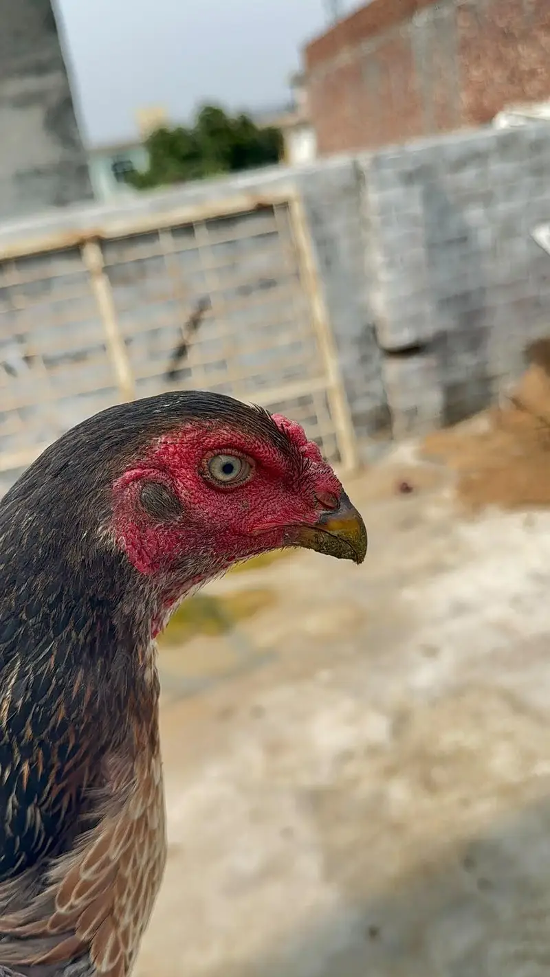 High quality Birds All Setup for Sale Read Description — photo 5
