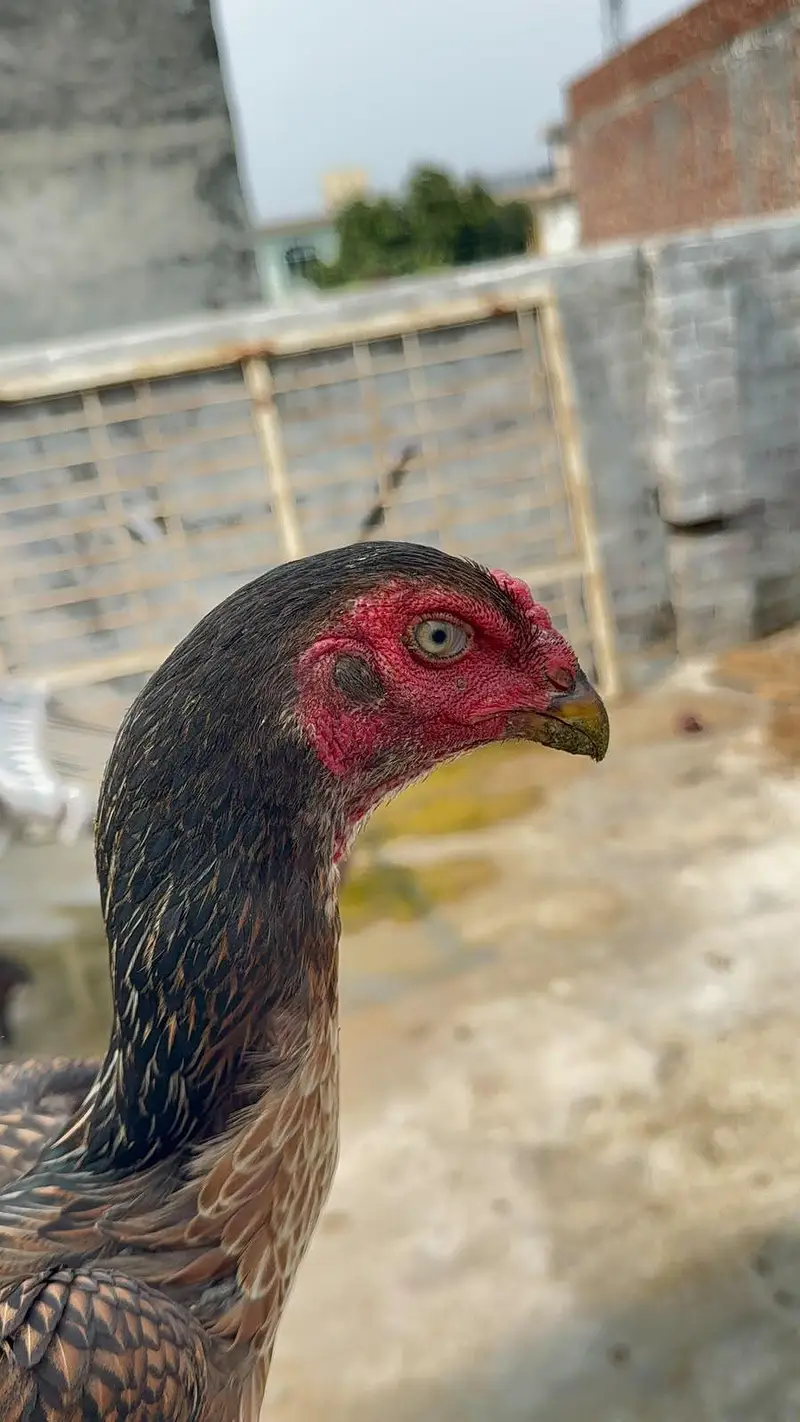High quality Birds All Setup for Sale Read Description — photo 6