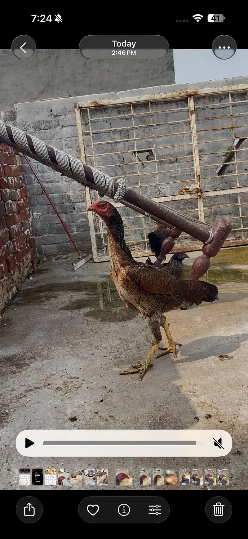 High quality Birds All Setup for Sale Read Description — photo 7