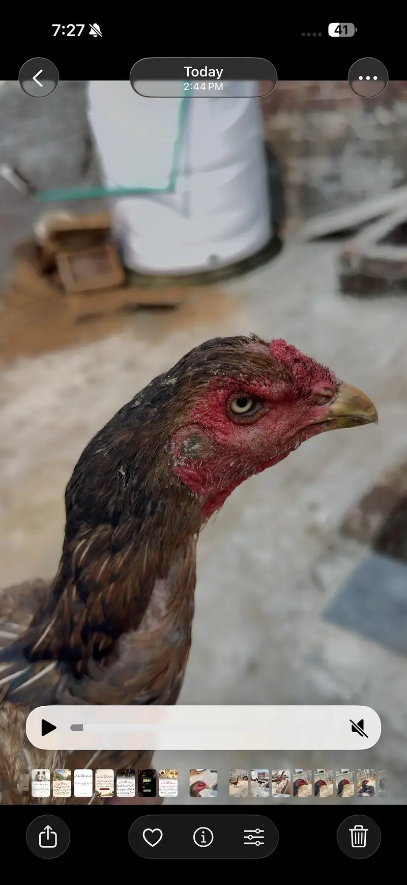 High quality Birds All Setup for Sale Read Description — photo 9