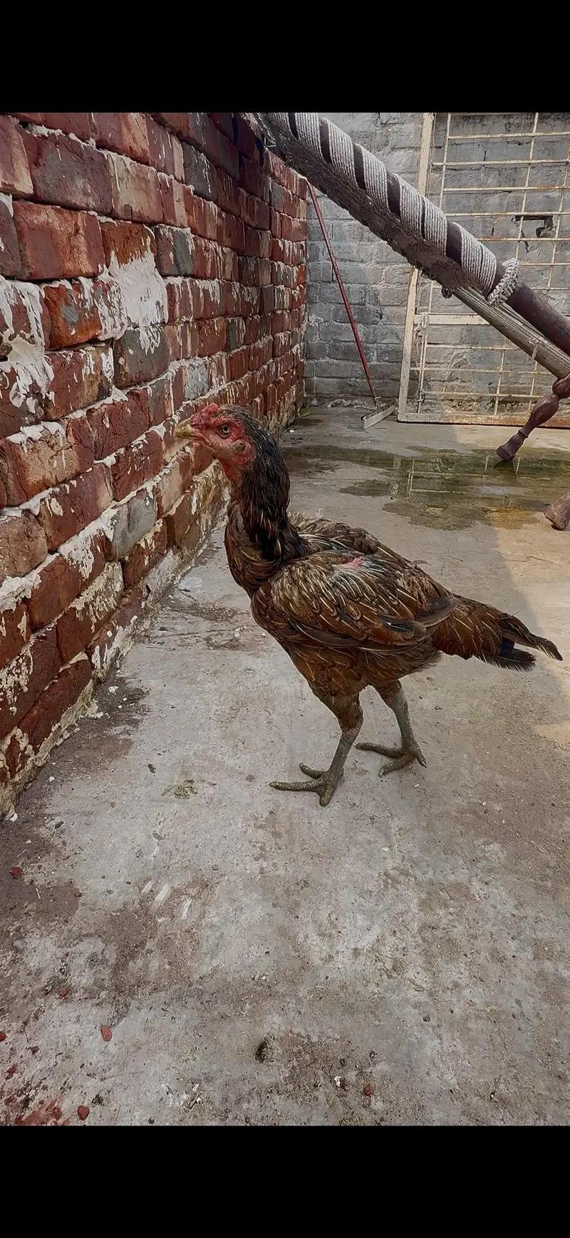 High quality Birds All Setup for Sale Read Description — photo 10