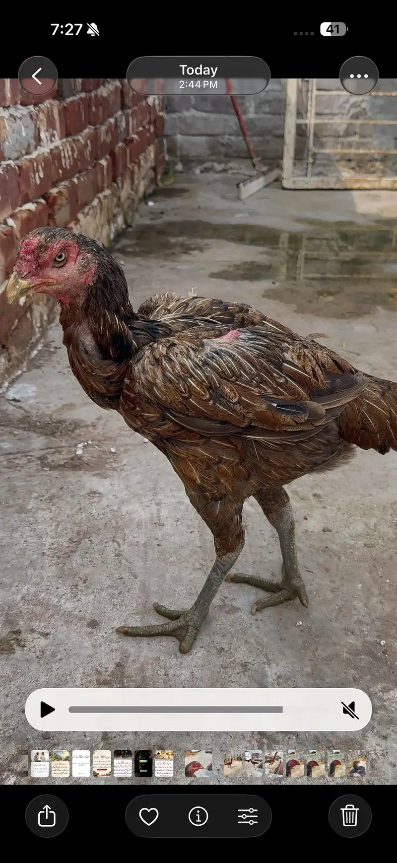 High quality Birds All Setup for Sale Read Description — photo 11