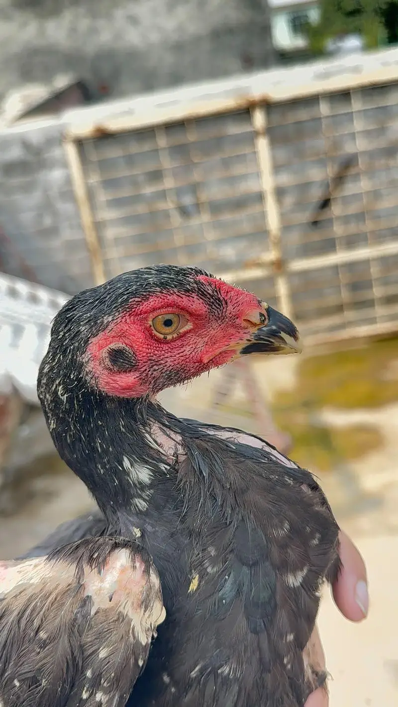 High quality Birds All Setup for Sale Read Description — photo 12