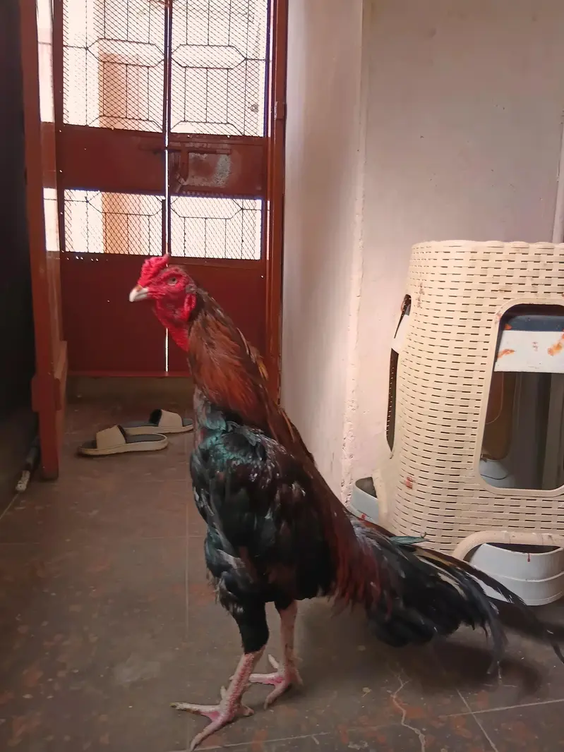 aseel murga for sale — photo 2