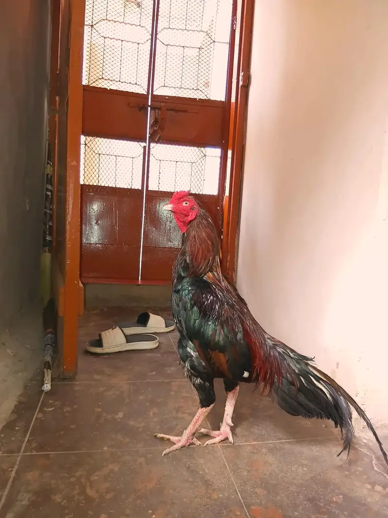 aseel murga for sale — photo 3