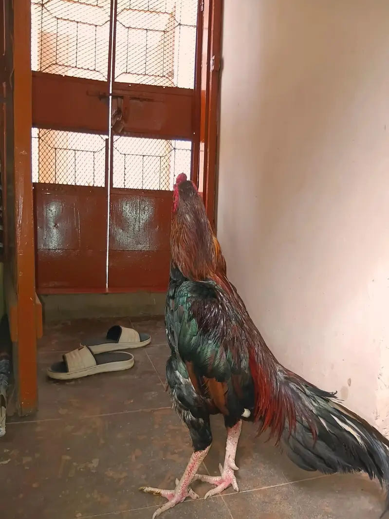 aseel murga for sale — photo 4