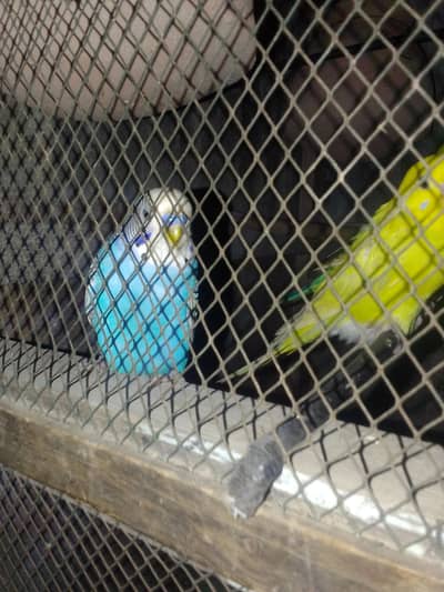 male parrot is 2 months belu  bajri