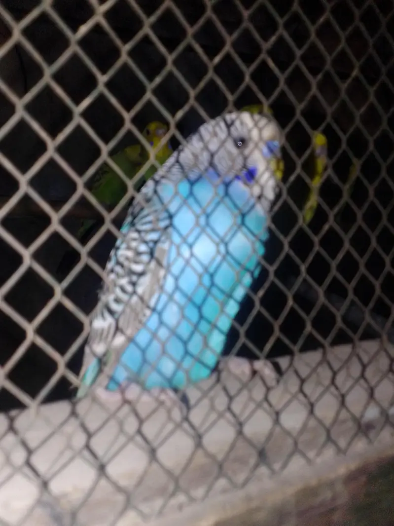 male parrot is 2 months belu  bajri — photo 2