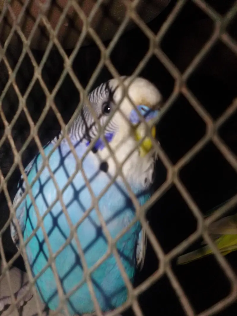 male parrot is 2 months belu  bajri — photo 3