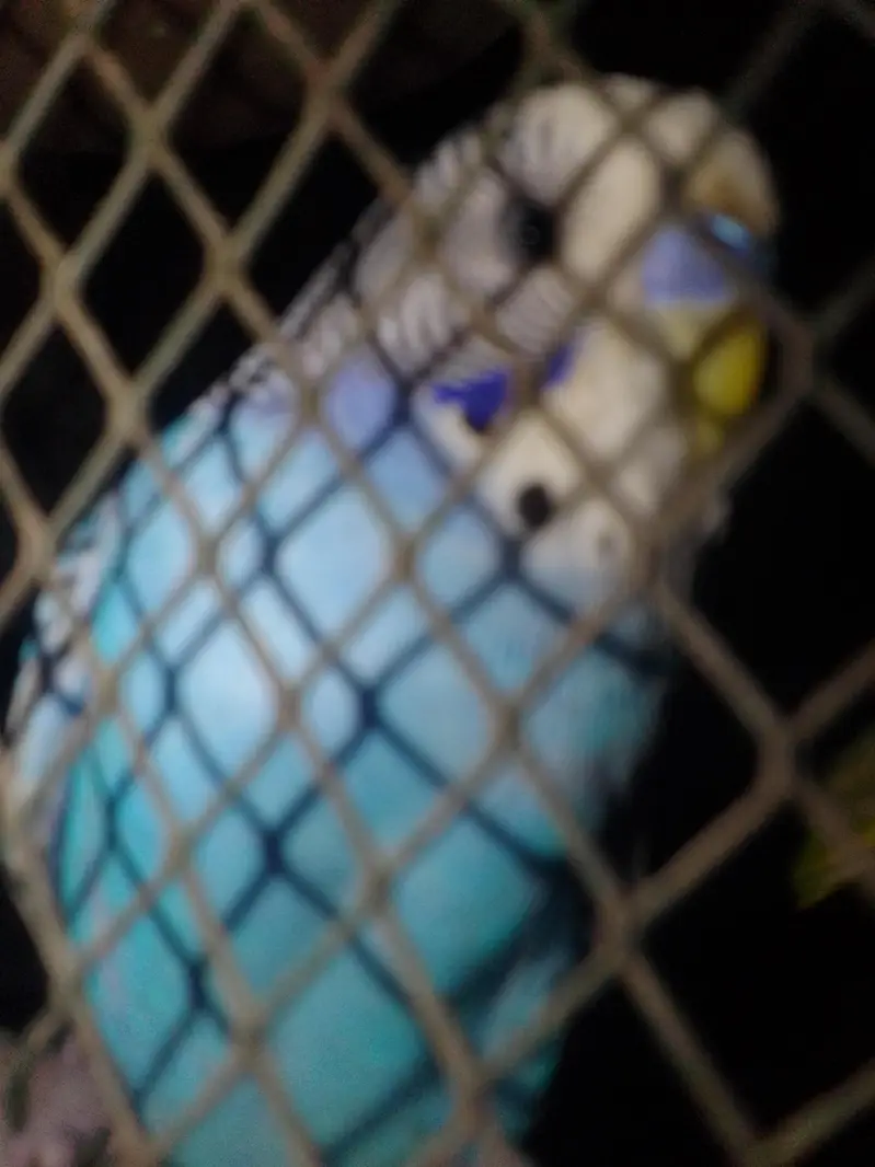 male parrot is 2 months belu  bajri — photo 4