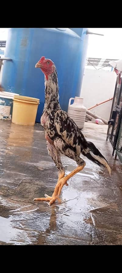 Japanese Shamo Pair Aseel Patha Pathi Murga Murgi 03098573144