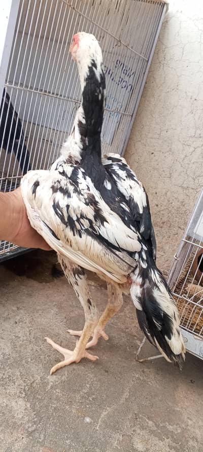 Japanese Shamo Pair Aseel Patha Pathi Murga Murgi 03098573144