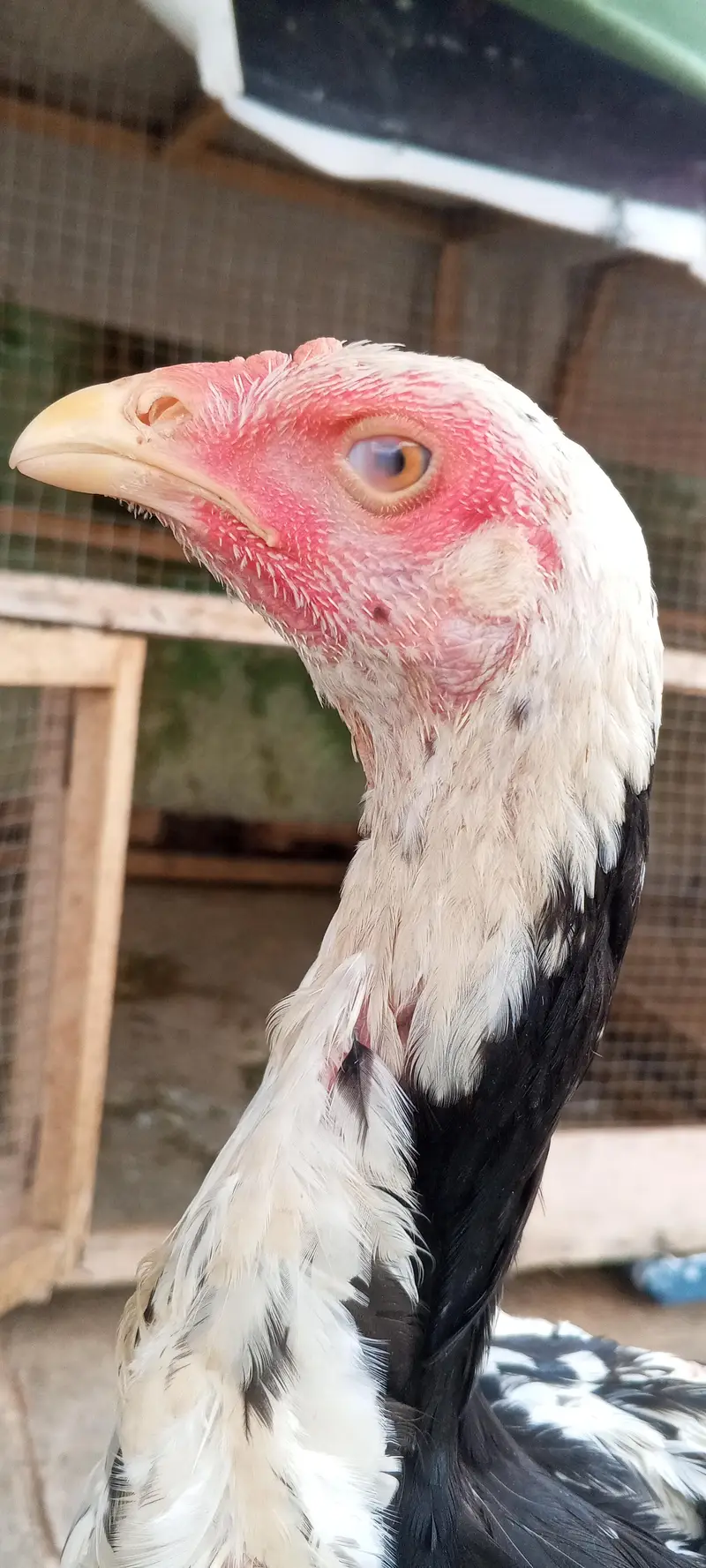 Japanese Shamo Pair Aseel Patha Pathi Murga Murgi 03098573144 — photo 9
