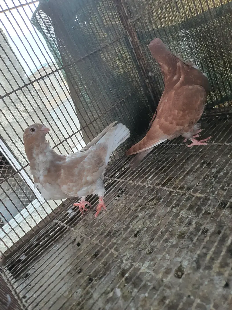 oriental pigeon — photo 2