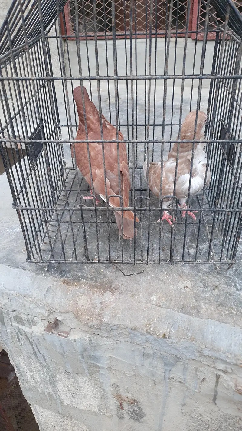 oriental pigeon — photo 3