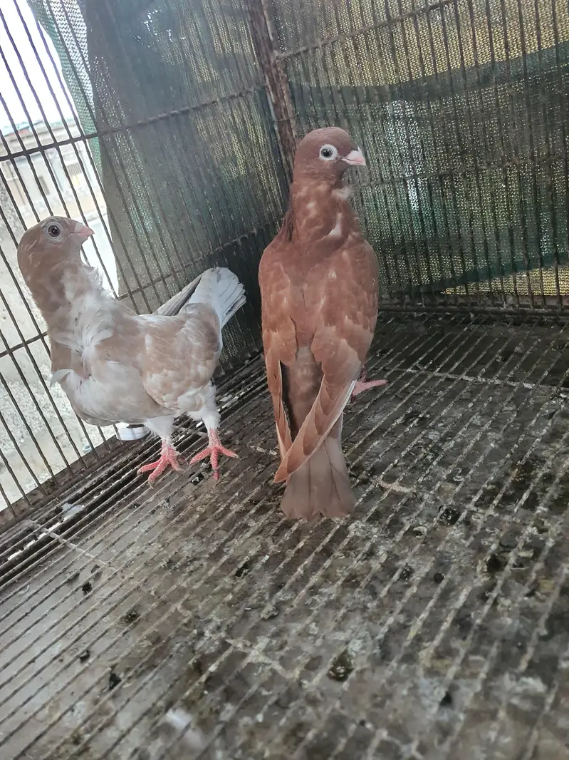 oriental pigeon — photo 4