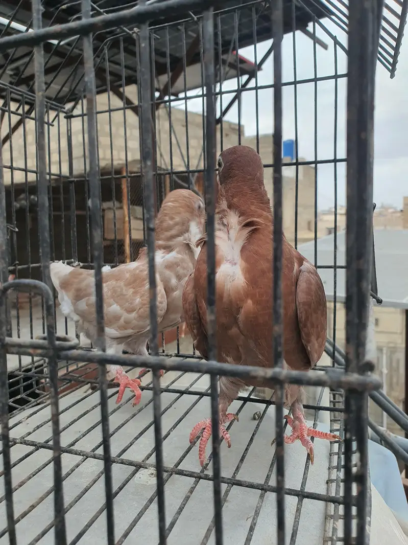 oriental pigeon — photo 5