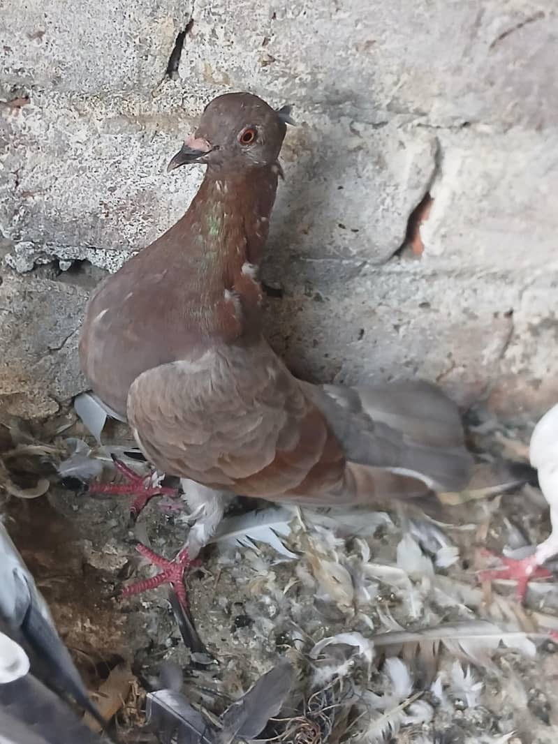 pigeons 0