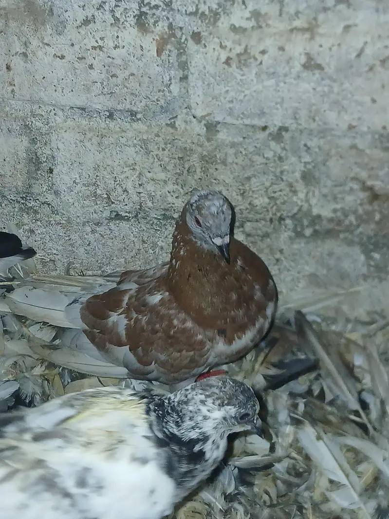pigeons — photo 2