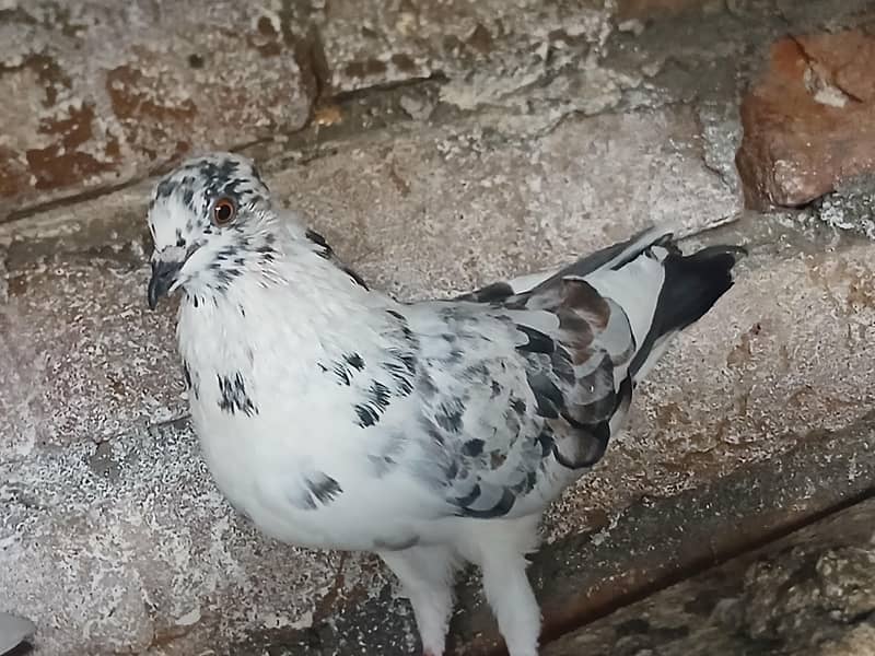 pigeons 2