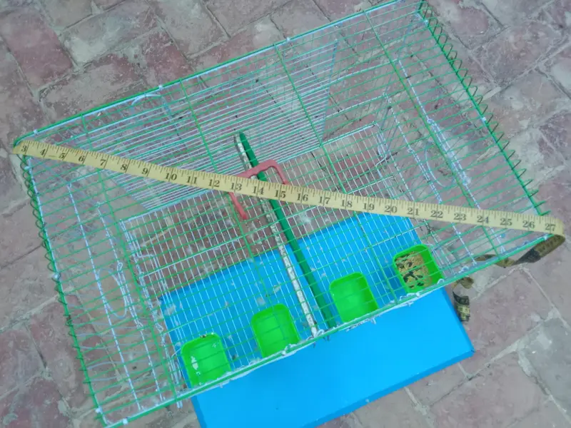 cage raw parat — photo 4