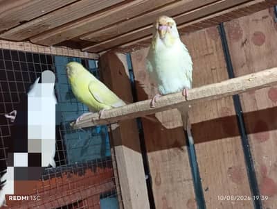 1 Rainbow Pair Our 2 Male's For Sale