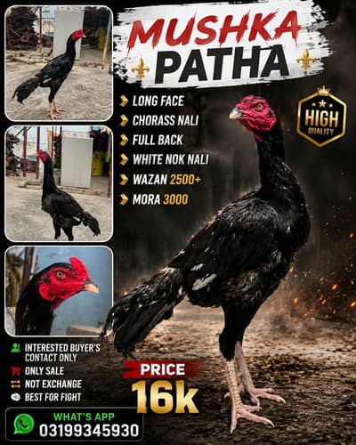 MUSHKA MURGA AVAILABLE
