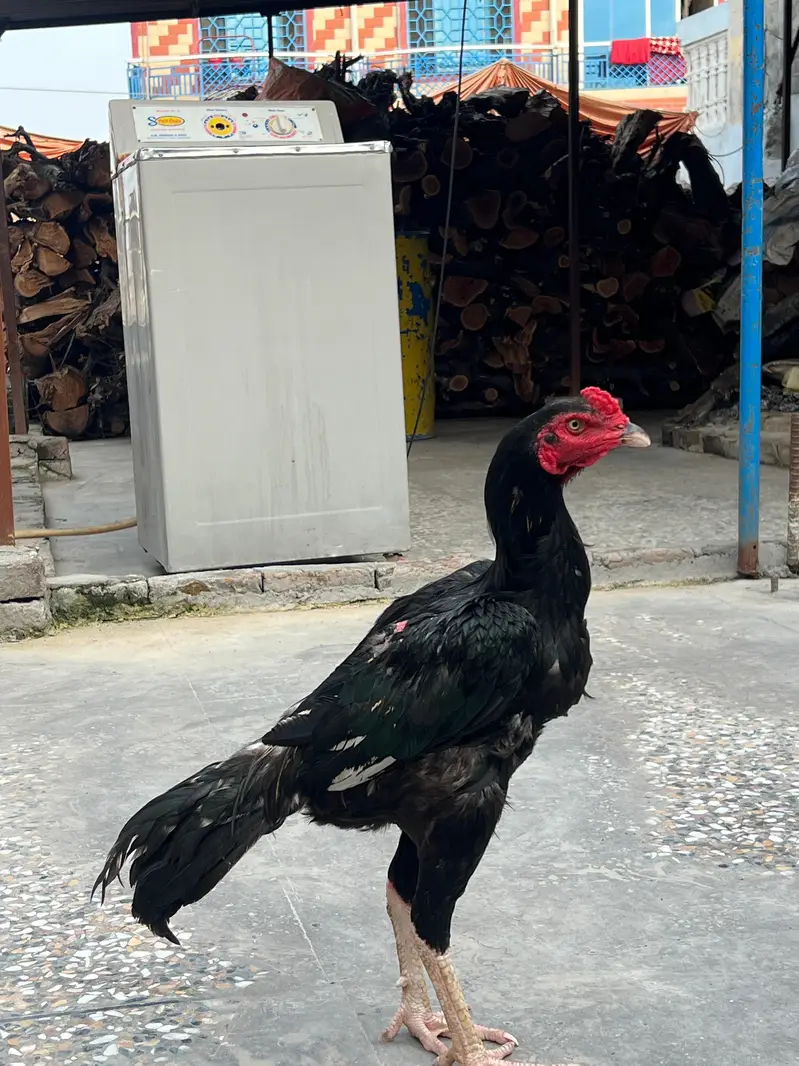MUSHKA MURGA AVAILABLE — photo 2