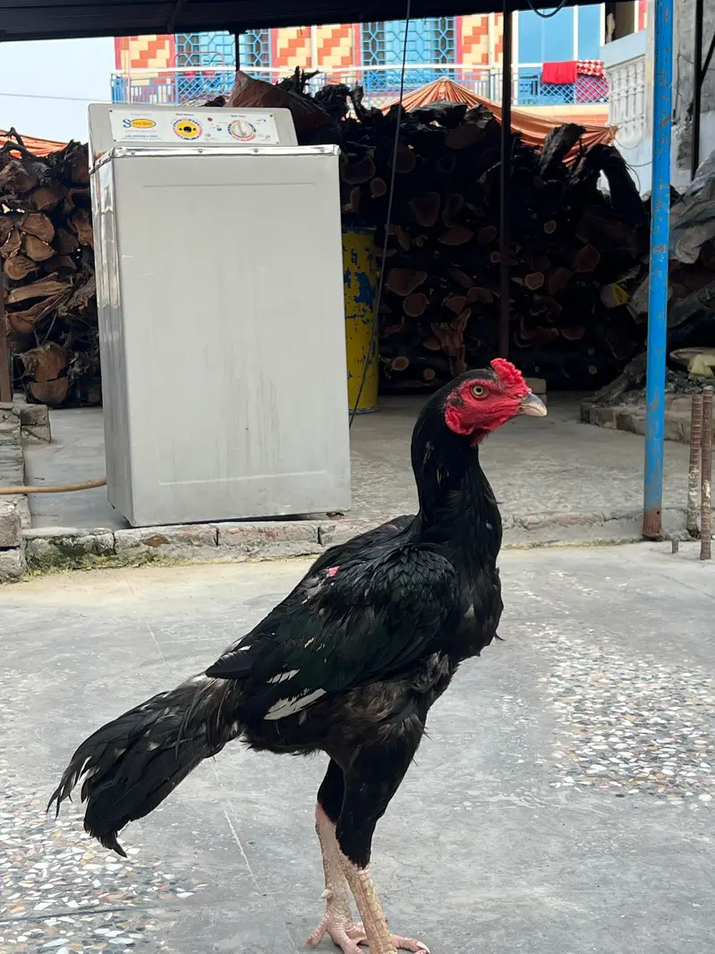 MUSHKA MURGA AVAILABLE — photo 4