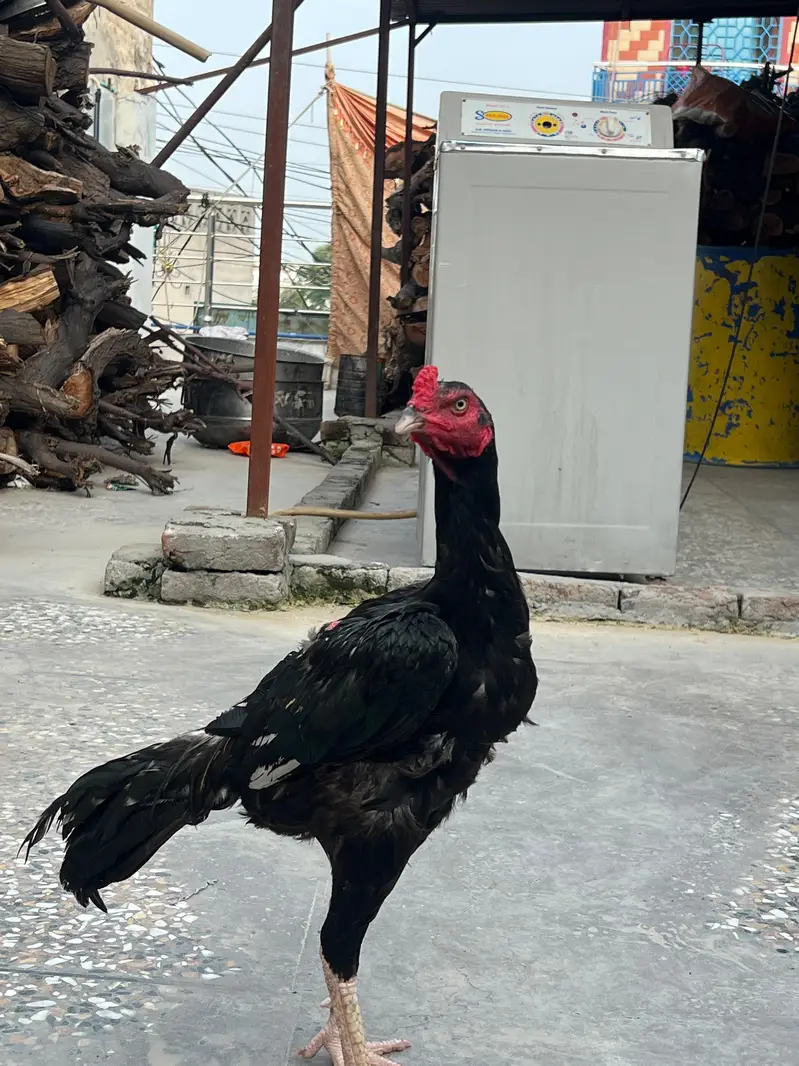 MUSHKA MURGA AVAILABLE — photo 6