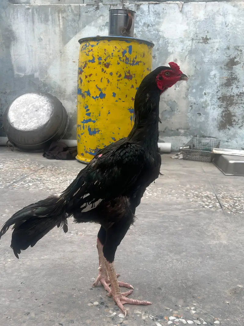 MUSHKA MURGA AVAILABLE — photo 7