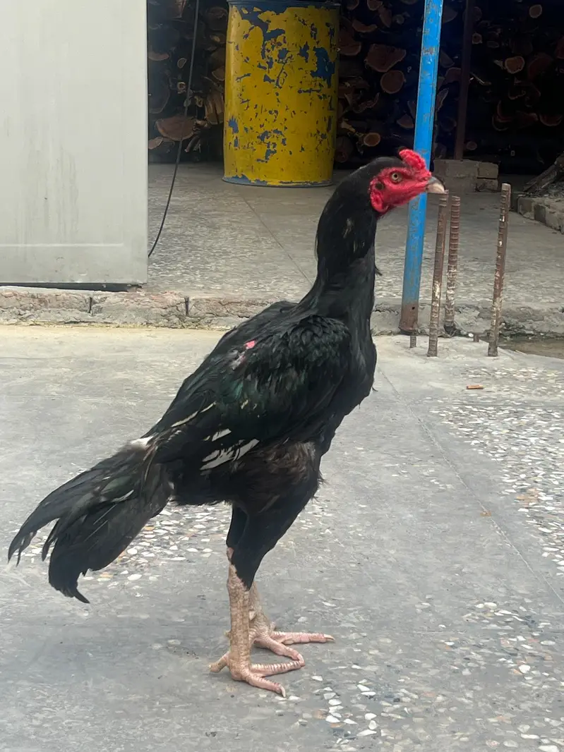 MUSHKA MURGA AVAILABLE — photo 8