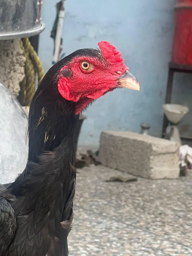 MUSHKA MURGA AVAILABLE — photo 9