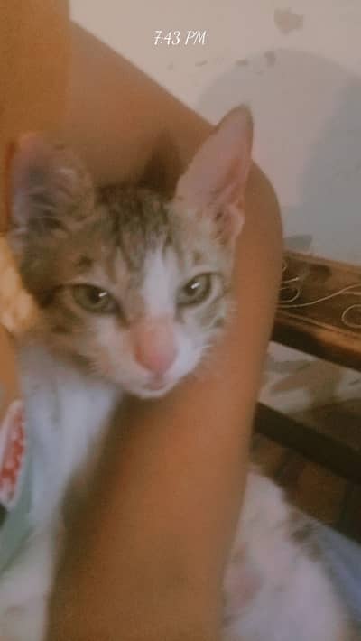 3 month kitten