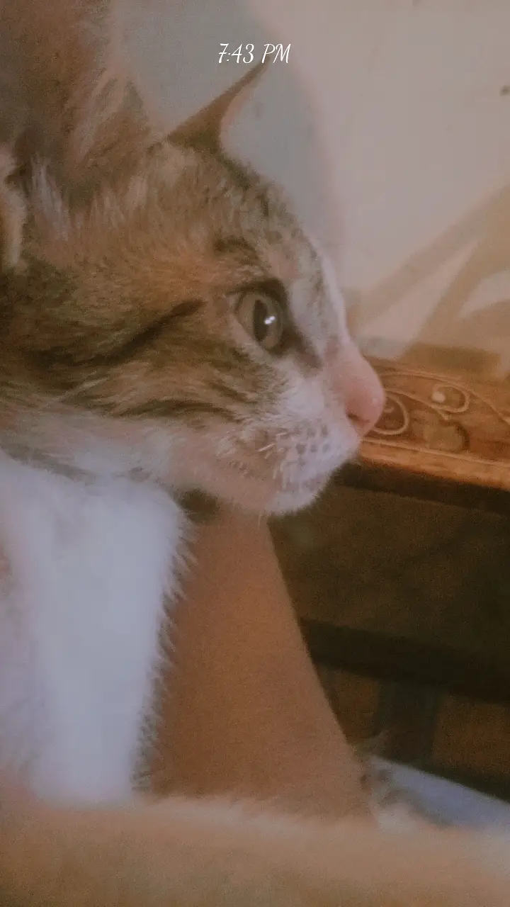 3 month kitten — photo 2
