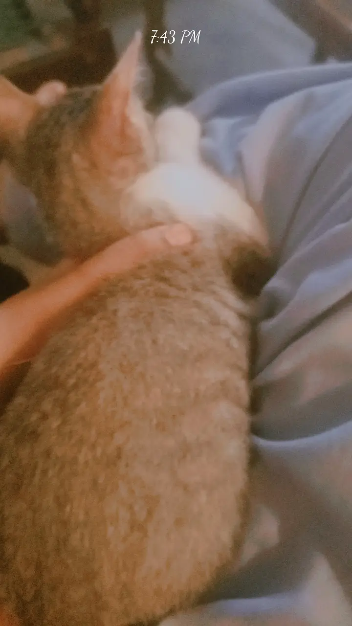 3 month kitten — photo 3