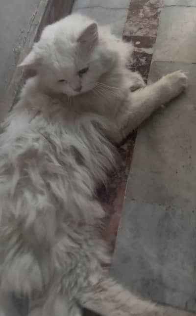 Persian white cat
